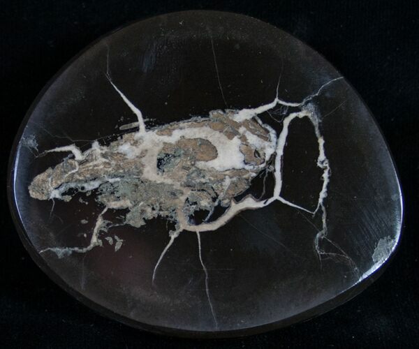 Polished Fish Coprolite (Fossil Poo) - Scotland #8938